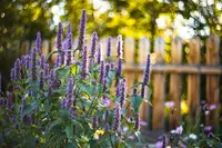 Zon op je bol: planten die tegen droogte kunnen